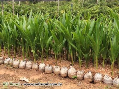 Mudas de Coco Anão na Castanha - Alta Qualidade e Produção Precoce Imagem Mudas de Coco Anão na Castanha - Alta Qualidade e Produção Precoce