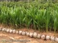Mudas de Coco Anão na Castanha Imagem Mudas de Coco Anão na Castanha
