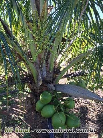 MUDAS DE COCO