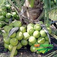 Imagem Mudas de Coco Imagem Mudas de Coco