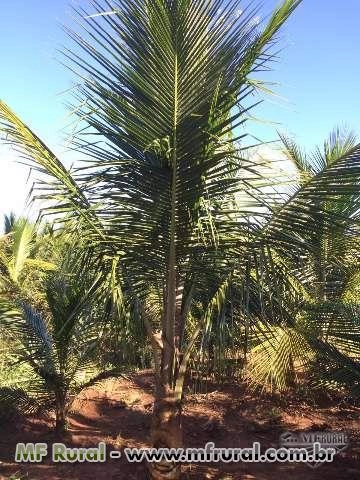 Mudas de Coco Anão com Bainha Imagem Mudas de Coco Anão com Bainha