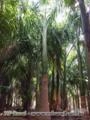 Palmeira Imperial | Mudas de Alta Qualidade para Paisagismo Imagem Palmeira Imperial | Mudas de Alta Qualidade para Paisagismo