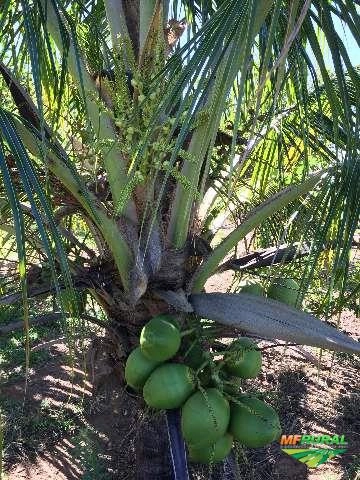 Imagem Mudas de Coco anão produzindo Imagem Mudas de Coco anão produzindo