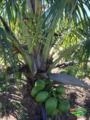 Mudas de Coco anão produzindo Imagem Mudas de Coco anão produzindo