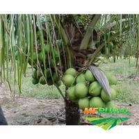 Imagem Mudas de Coco anão produzindo Imagem Mudas de Coco anão produzindo