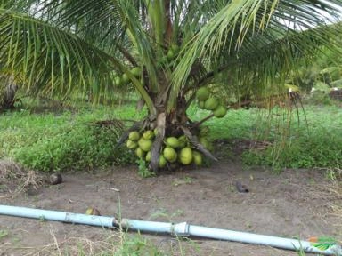 Imagem Mudas de Coco anão produzindo Imagem Mudas de Coco anão produzindo