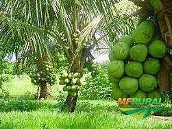 Imagem Mudas de Coco anão produzindo Imagem Mudas de Coco anão produzindo