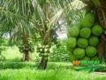 Mudas de Coco anão produzindo Imagem Mudas de Coco anão produzindo