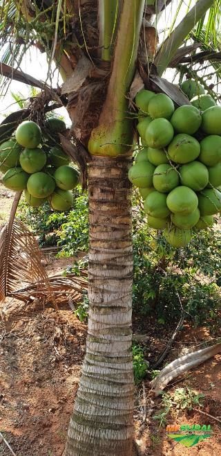 Imagem Mudas de Coco anão produzindo Imagem Mudas de Coco anão produzindo