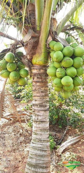 Imagem Mudas de Coco anão produzindo Imagem Mudas de Coco anão produzindo