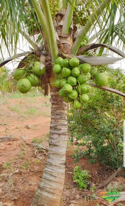 Imagem Mudas de Coco anão produzindo Imagem Mudas de Coco anão produzindo