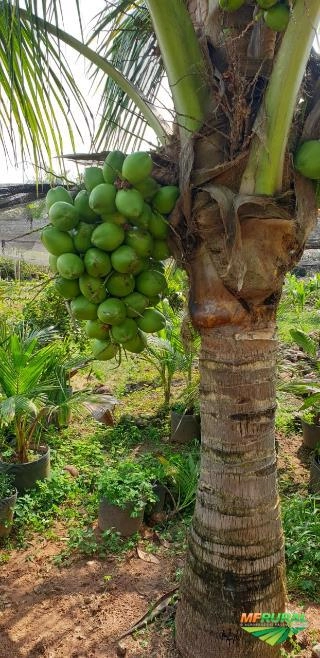 Imagem Mudas de Coco anão produzindo Imagem Mudas de Coco anão produzindo