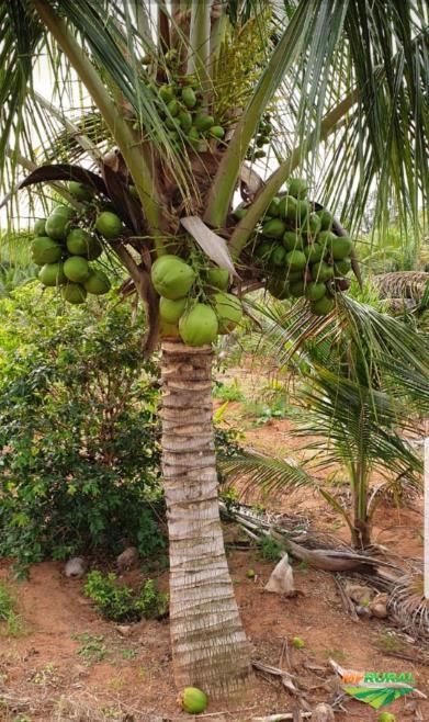 Imagem Mudas de Coco anão produzindo Imagem Mudas de Coco anão produzindo