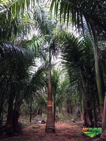 Arvores de Palmeira Imperial