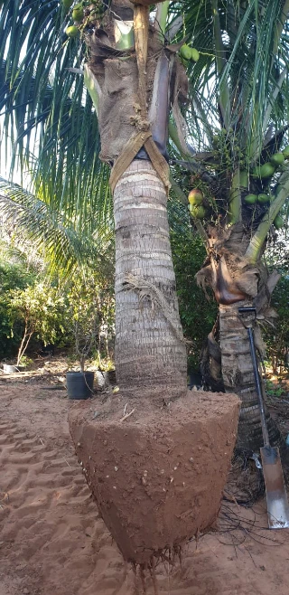 Arvores de Palmeira Imperial
