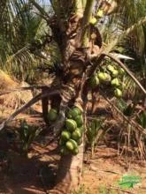Mudas de coco anão na castanha e até produzindo