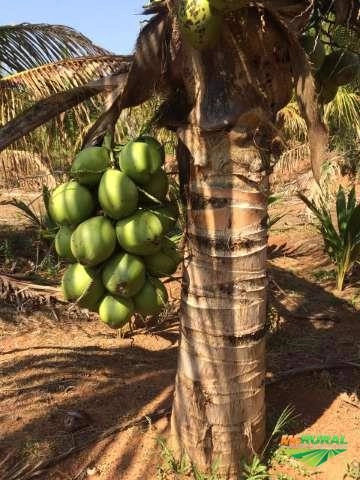 Mudas de Coco Anão em Todos os Estágios | Castanha até Produção Imagem Mudas de Coco Anão em Todos os Estágios | Castanha até Produção
