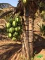 Mudas de Coco Anão em Todos os Estágios | Castanha até Produção Imagem Mudas de Coco Anão em Todos os Estágios | Castanha até Produção