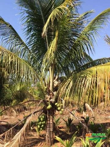 Mudas de Coco Anão em Todos os Estágios | Castanha até Produção Imagem Mudas de Coco Anão em Todos os Estágios | Castanha até Produção