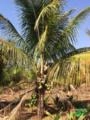 Mudas de Coco Anão em Todos os Estágios | Castanha até Produção Imagem Mudas de Coco Anão em Todos os Estágios | Castanha até Produção
