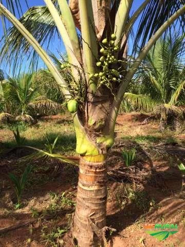 Mudas de coco anão na castanha e até produzindo