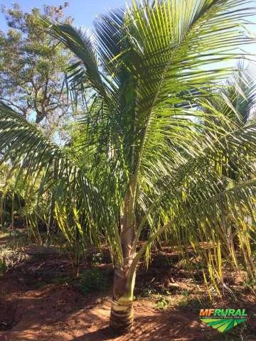 Mudas de coco anão na castanha e até produzindo