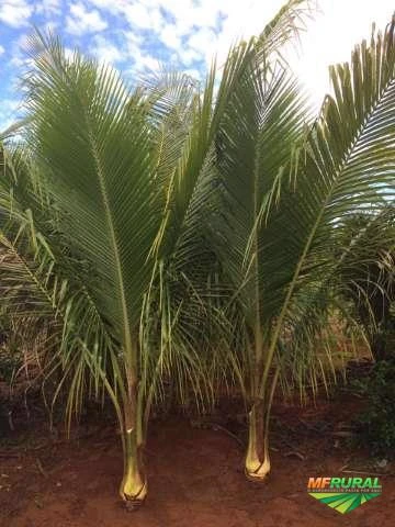 Mudas de coco anão na castanha e até produzindo