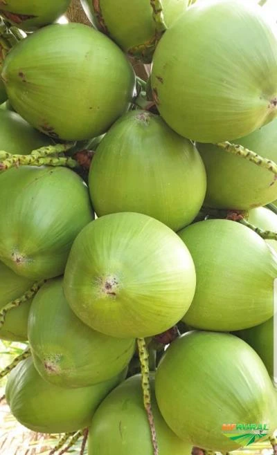 Mudas de coco anão na castanha e até produzindo