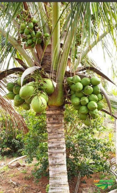 Mudas de coco anão na castanha e até produzindo