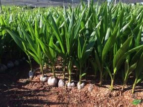 Mudas de Coco Anão Verde