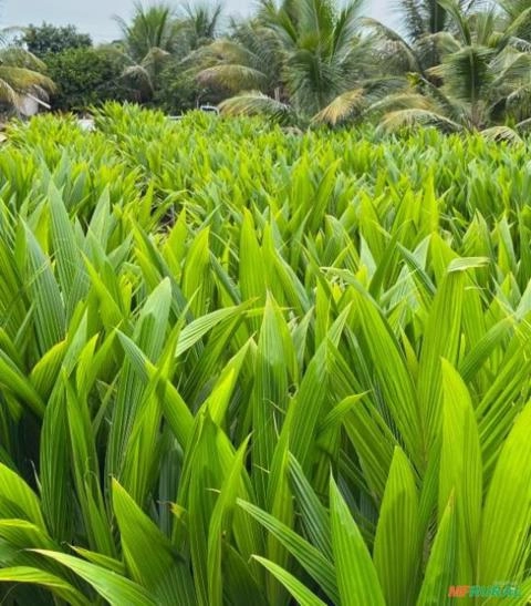 Mudas de Coco Anão Verde Imagem Mudas de Coco Anão Verde