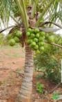 Mudas de Coco Anão Produzindo | Produção Imediata | Viveiro Certificado Imagem Mudas de Coco Anão Produzindo | Produção Imediata | Viveiro Certificado