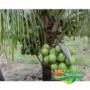 Mudas de Coco Anão Imagem Mudas de Coco Anão