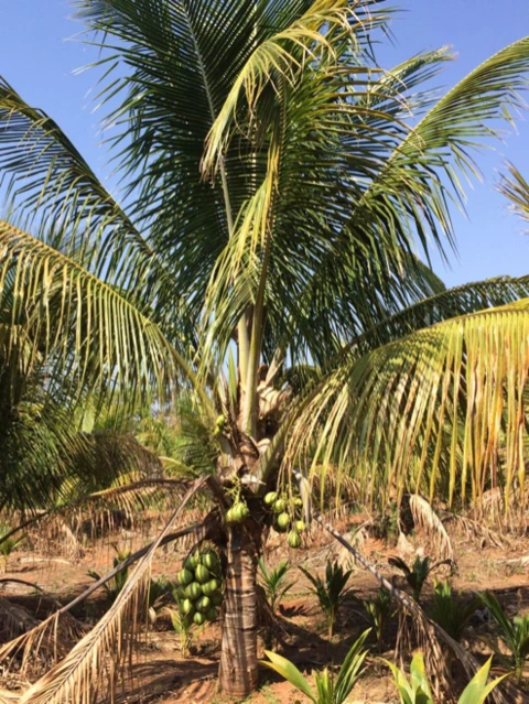 Exportação de Coco Anão Verde, Coco Seco e mudas Coco na Castanha