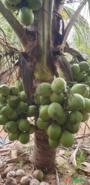 Exportação de Coco Anão Verde, Coco Seco e mudas Coco na Castanha Imagem Exportação de Coco Anão Verde, Coco Seco e mudas Coco na Castanha