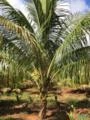 Exportação de Coco Anão Verde, Coco Seco e Mudas de Coco | Brasil e Exterior Imagem Exportação de Coco Anão Verde, Coco Seco e Mudas de Coco | Brasil e Exterior