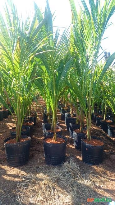 Exportação de Coco Anão Verde, Coco Seco e mudas Coco na Castanha Imagem Exportação de Coco Anão Verde, Coco Seco e mudas Coco na Castanha