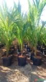 Exportação de Coco Anão Verde, Coco Seco e mudas Coco na Castanha Imagem Exportação de Coco Anão Verde, Coco Seco e mudas Coco na Castanha