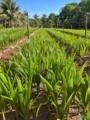 Exportação de Coco Anão Verde, Coco Seco e Mudas de Coco | Brasil e Exterior Imagem Exportação de Coco Anão Verde, Coco Seco e Mudas de Coco | Brasil e Exterior