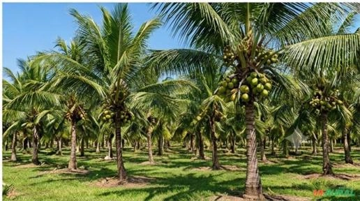 Exportação de Coco Anão Verde, Coco Seco e Mudas de Coco | Brasil e Exterior Imagem Exportação de Coco Anão Verde, Coco Seco e Mudas de Coco | Brasil e Exterior