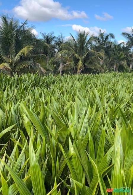 Imagem MUDAS DE COCO NA CASTANHA Imagem MUDAS DE COCO NA CASTANHA