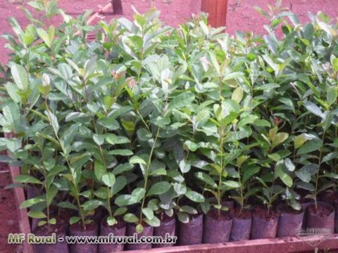 Imagem Mudas Nativas e de Erva Mate Imagem Mudas Nativas e de Erva Mate