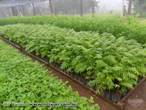 Imagem Mudas Nativas e de Erva Mate Imagem Mudas Nativas e de Erva Mate