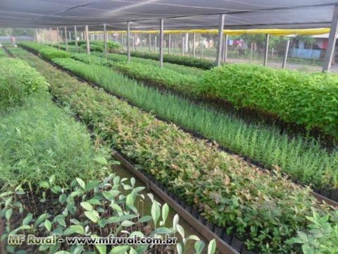 Imagem Mudas Nativas e de Erva Mate Imagem Mudas Nativas e de Erva Mate