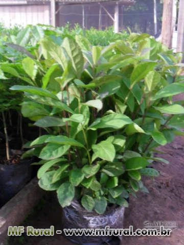 Imagem Mudas Nativas e de Erva Mate Imagem Mudas Nativas e de Erva Mate