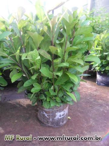 Imagem Mudas Nativas e de Erva Mate Imagem Mudas Nativas e de Erva Mate