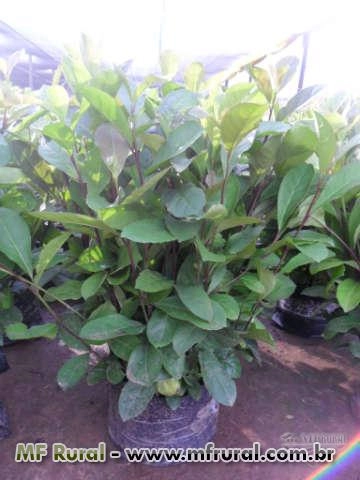 Imagem Mudas Nativas e de Erva Mate Imagem Mudas Nativas e de Erva Mate