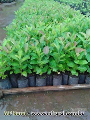 Mudas Nativas e de Erva Mate Imagem Mudas Nativas e de Erva Mate