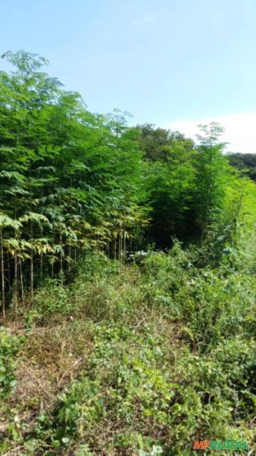 Sementes de Moringa Oleífera Imagem Sementes de Moringa Oleífera