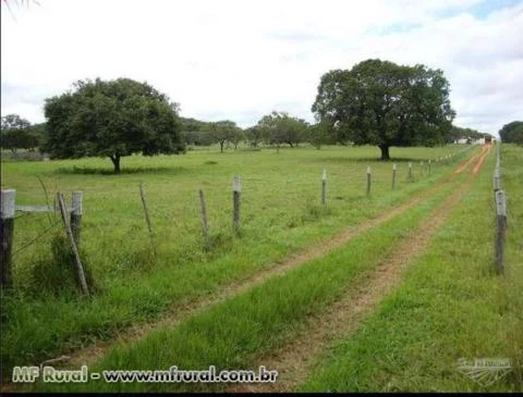 NEGOCIO DE OPORTUNIDADE. VENDO FAZENDA EM MAMBAI GOIAS